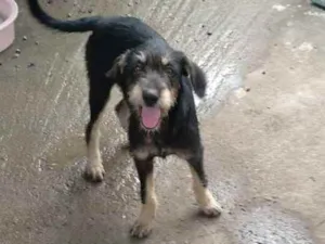 Cachorro raça Não definida idade 2 a 6 meses nome Chica