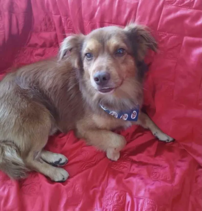 Cachorro ra a Mestiço  idade 2 a 6 meses nome Chocolate 