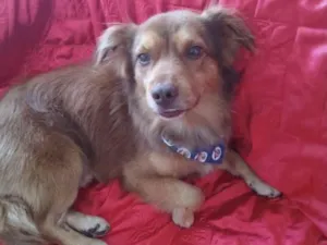 Cachorro raça Mestiço  idade 2 a 6 meses nome Chocolate 