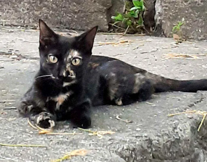 Gato ra a Srd idade 2 a 6 meses nome Amora
