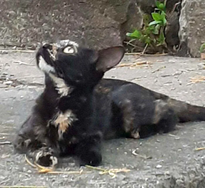 Gato ra a Srd idade 2 a 6 meses nome Amora