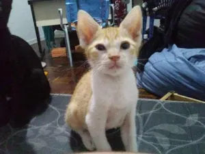 Gato raça SRD-ViraLata idade 2 a 6 meses nome Bollard