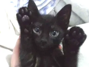 Gato raça SRD-ViraLata idade 2 a 6 meses nome Murtogg