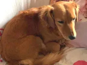 Cachorro raça srd idade 2 anos nome Meg