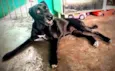 Cachorro raça vira lata idade 5 anos nome July 
