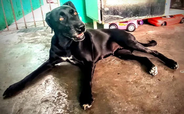 Cachorro raça vira lata idade 5 anos nome July 