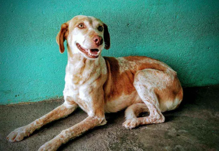 Cachorro raça Vira Lata idade 5 anos nome Mel