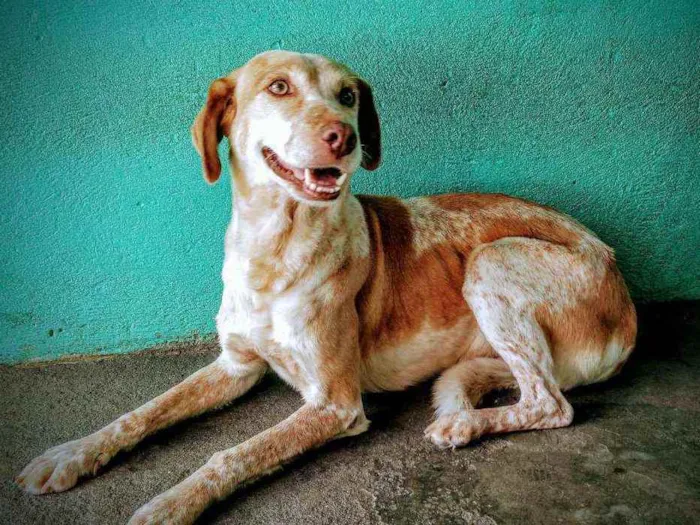 Cachorro raça Vira Lata idade 5 anos nome Mel