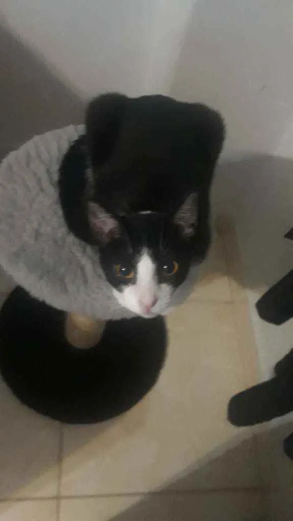 Gato ra a Vl idade 1 ano nome Fúria 