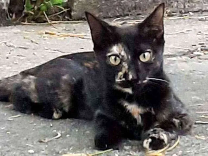 Gato ra a Srd idade 2 a 6 meses nome Amora