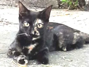 Gato raça Srd idade 2 a 6 meses nome Amora