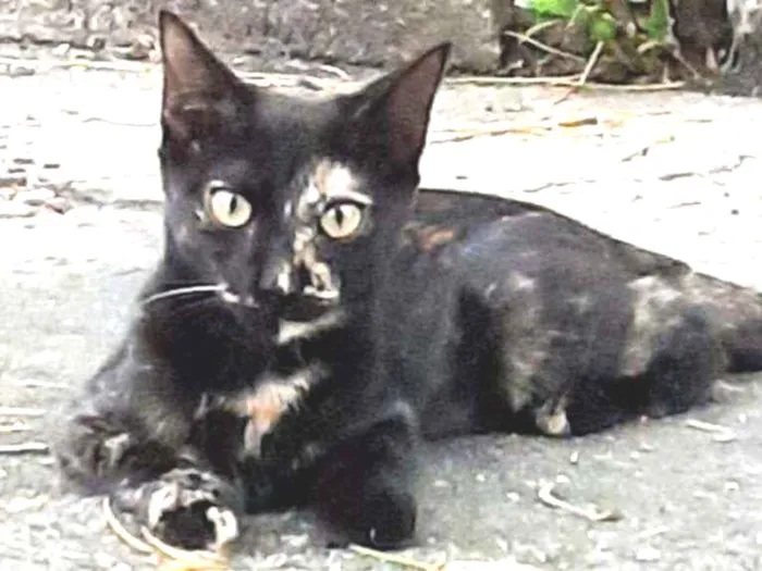 Gato ra a Srd idade 2 a 6 meses nome Amora