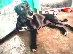 Cachorro raça vira lata idade 5 anos nome July 