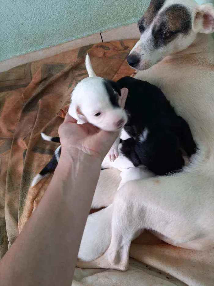 Cachorro ra a Vira lata  idade Abaixo de 2 meses nome São 6 filhotes 
