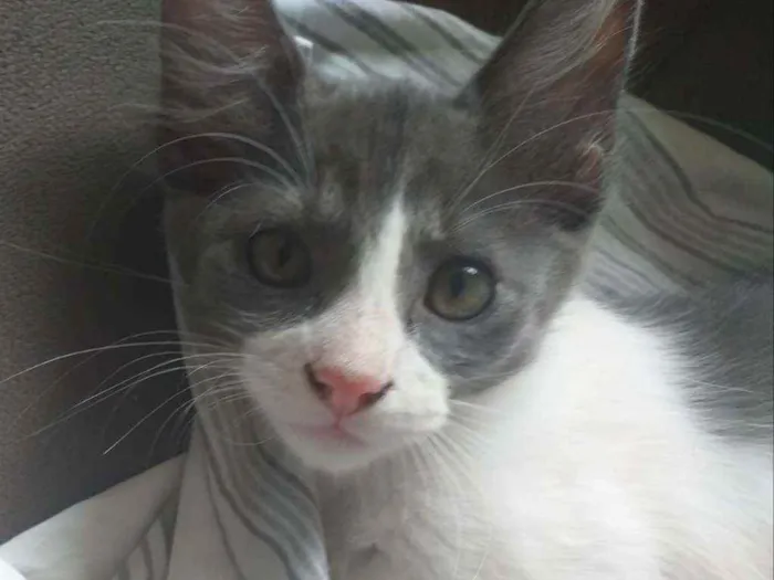 Gato ra a SRD idade 2 a 6 meses nome Eddie