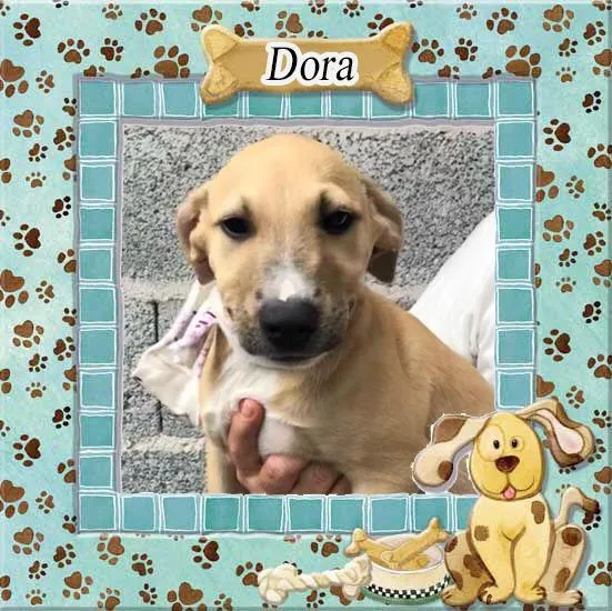 Cachorro raça SRD-ViraLata idade 2 a 6 meses nome Dora