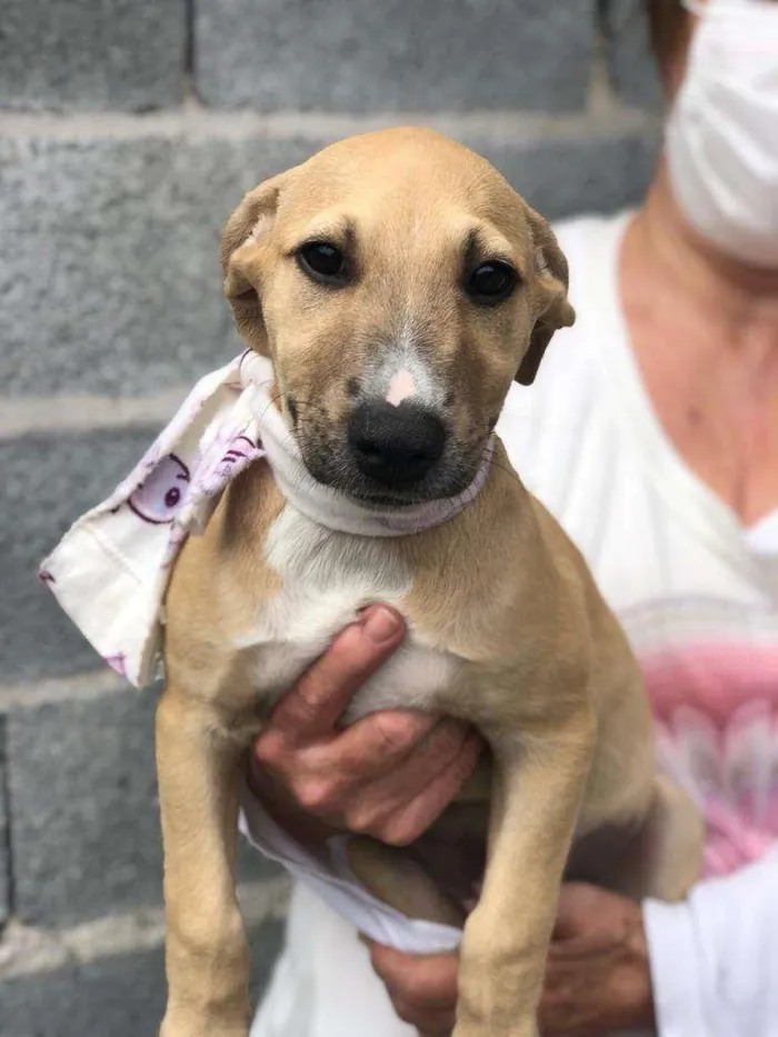 Cachorro raça SRD-ViraLata idade 2 a 6 meses nome Dora