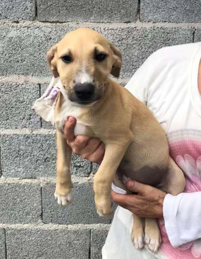 Cachorro raça SRD-ViraLata idade 2 a 6 meses nome Dora