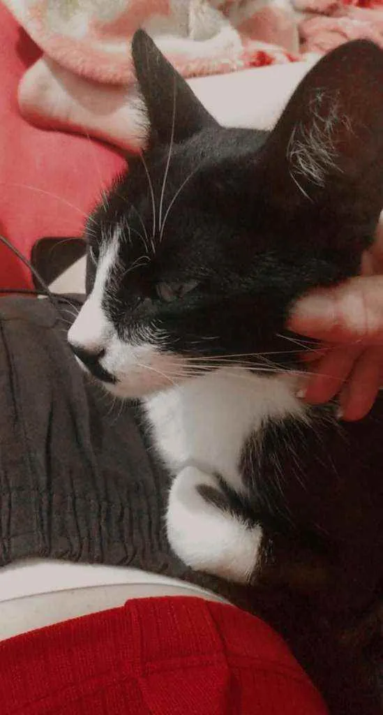 Gato raça  idade 1 ano nome Pandora