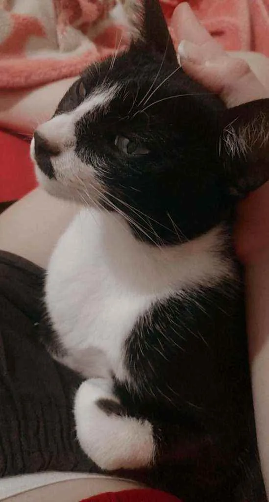 Gato raça  idade 1 ano nome Pandora