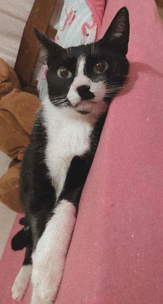 Gato raça  idade 1 ano nome Pandora