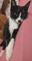 Pandora
