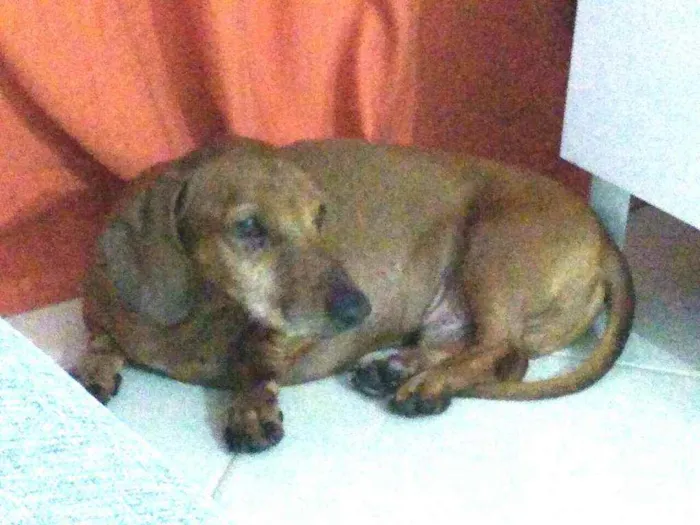 Cachorro raça Dachshund  idade 6 ou mais anos nome Paco 