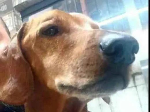 Cachorro raça Dachshund  idade 6 ou mais anos nome Paco 
