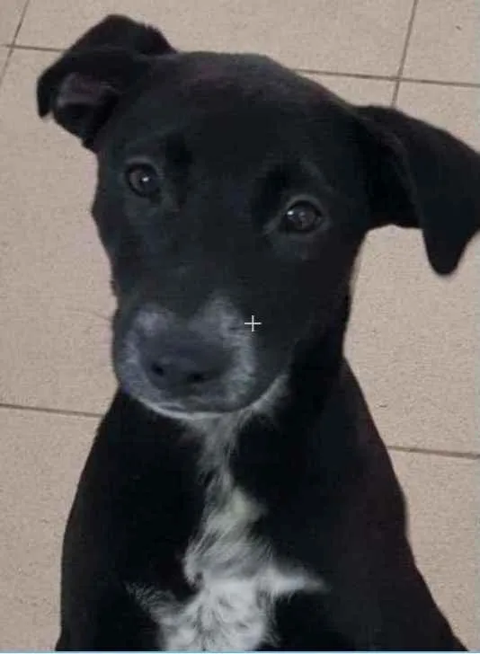 Cachorro raça Vira lata  idade 7 a 11 meses nome Bebel 