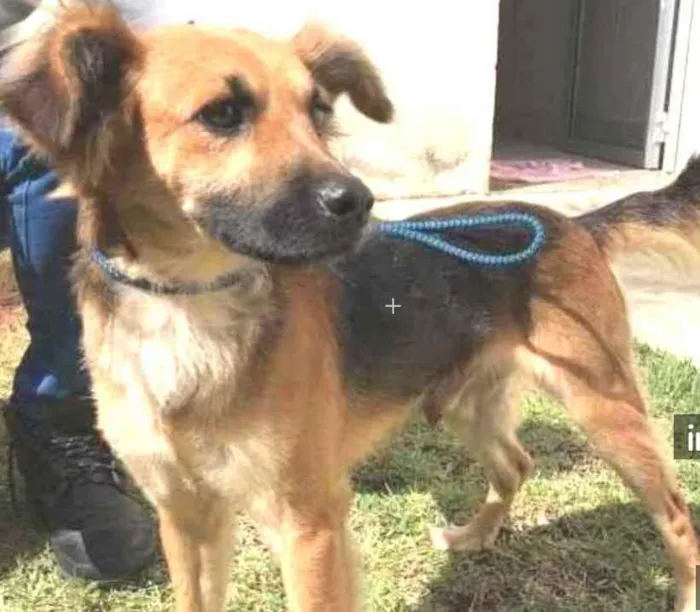 Cachorro raça Vira lata  idade 1 ano nome Zezinho 