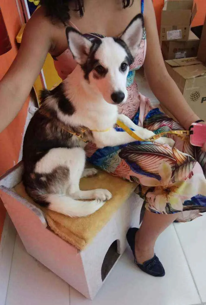 Cachorro raça Srd idade 7 a 11 meses nome DUDU