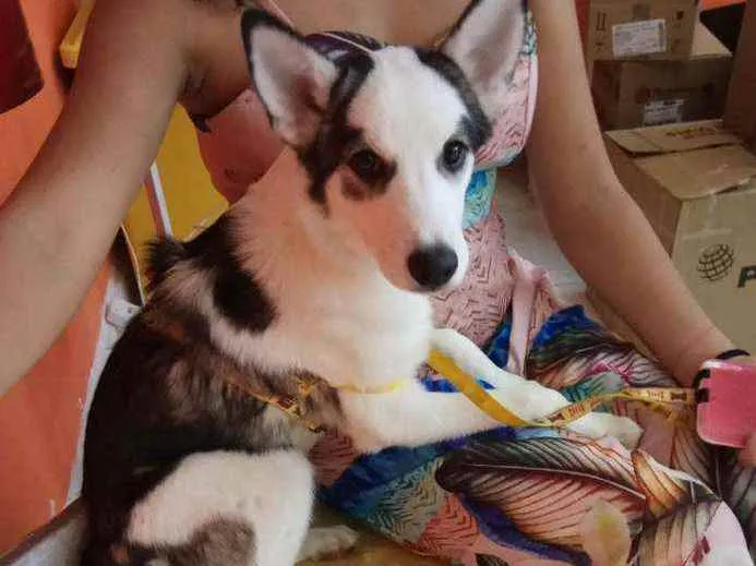 Cachorro raça Srd idade 7 a 11 meses nome DUDU