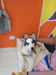 Cachorro raça Srd idade 7 a 11 meses nome DUDU