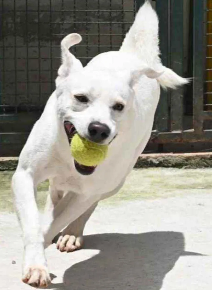 Cachorro raça Mestiço Labrador  idade 3 anos nome Ras