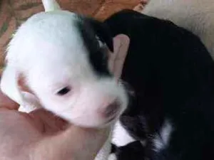 Cachorro raça Vira lata  idade Abaixo de 2 meses nome São 6 filhotes 