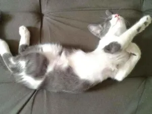 Gato raça SRD idade 2 a 6 meses nome Eddie
