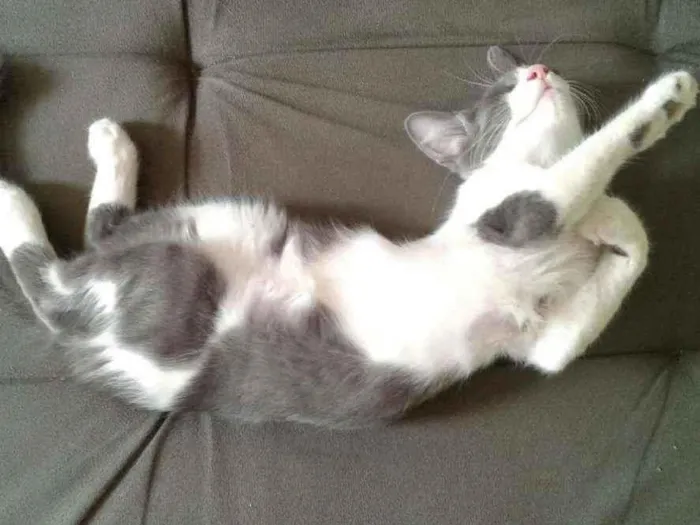 Gato ra a SRD idade 2 a 6 meses nome Eddie