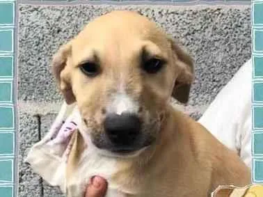 Cachorro raça SRD-ViraLata idade 2 a 6 meses nome Dora