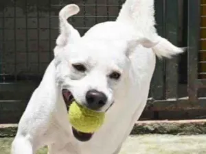 Cachorro raça Mestiço Labrador  idade 3 anos nome Ras