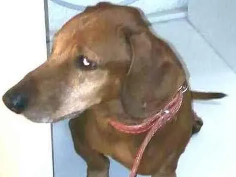 Cachorro raça Dachshund  idade 6 ou mais anos nome Paco 