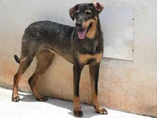 Cachorro raça Vira lata  idade 1 ano nome Mary 