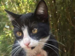 Gato raça Mestico kurilian bobtail  idade 7 a 11 meses nome Tom 