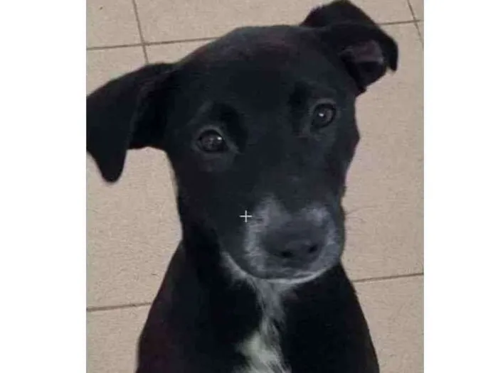 Cachorro raça Vira lata  idade 7 a 11 meses nome Bebel 