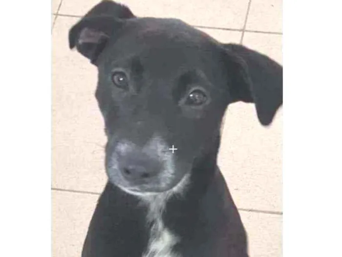 Cachorro raça Vira lata  idade 7 a 11 meses nome Bebel 