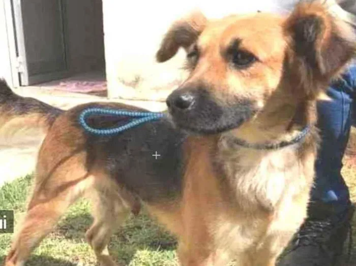 Cachorro raça Vira lata  idade 1 ano nome Zezinho 