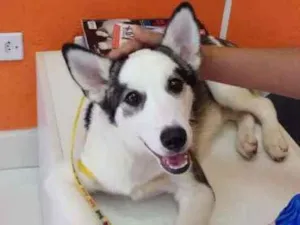 Cachorro raça Srd idade 7 a 11 meses nome DUDU