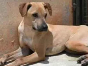Cachorro raça Vira lata  idade 1 ano nome Alvaro 
