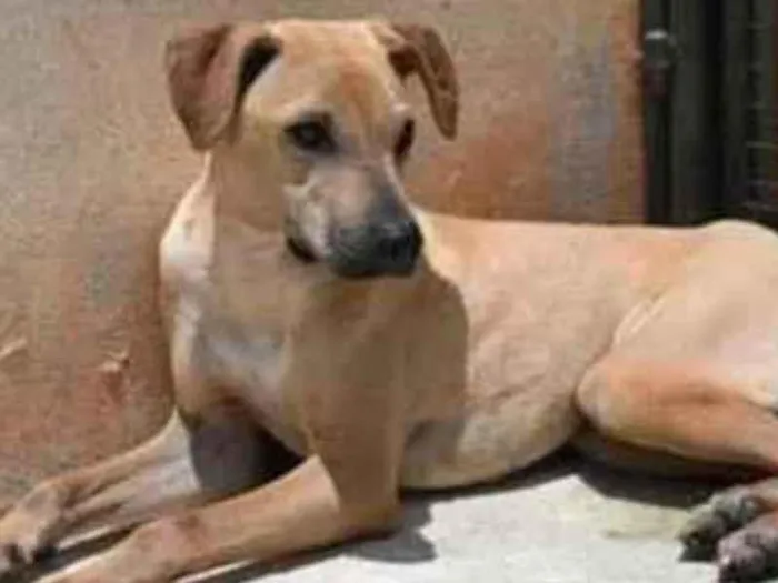 Cachorro raça Vira lata  idade 1 ano nome Alvaro 