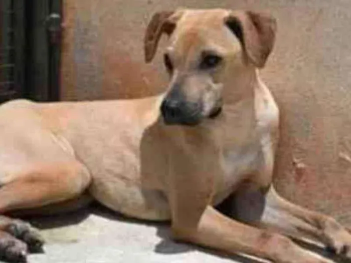 Cachorro raça Vira lata  idade 1 ano nome Alvaro 