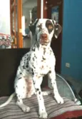 Cachorro raça Dálmata  idade 5 anos nome Nutella 